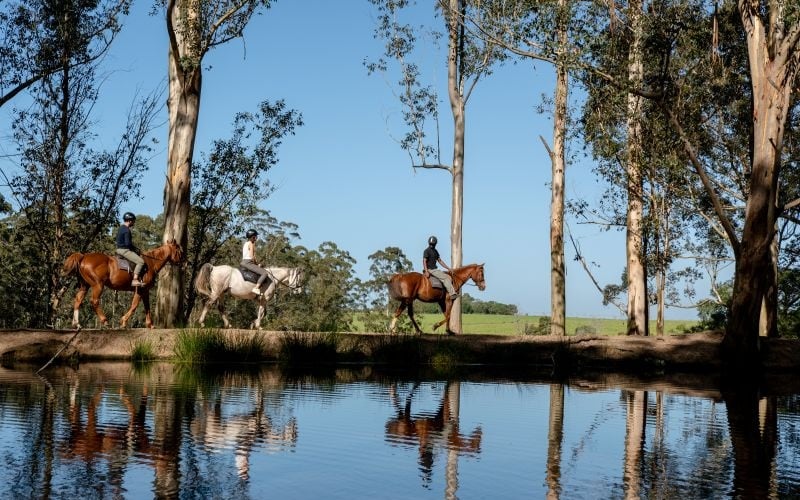 AfriCamps-Oakhurst-Horse